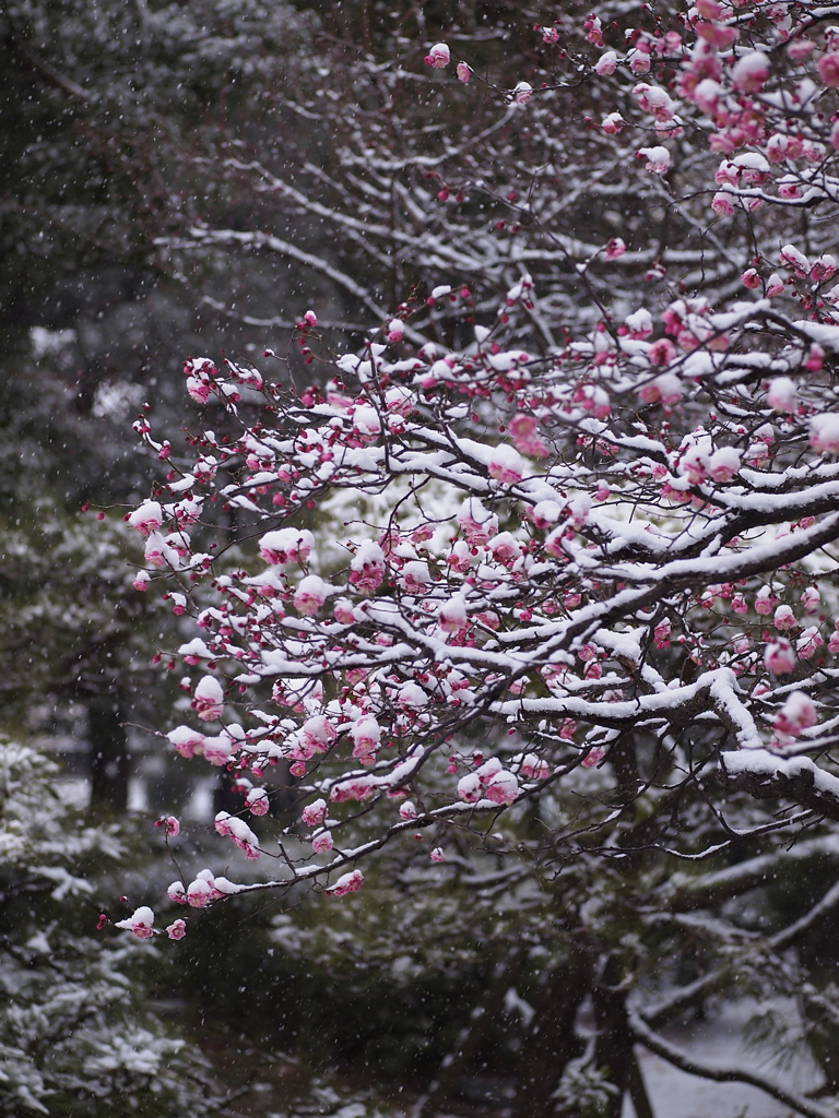 雪中梅