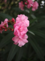 夏彩 ⅩⅩⅥ