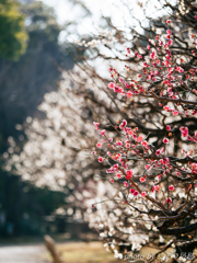 春の陽射し:PANA 100-300mm 春の陽射し:PANA 100-300mm