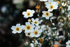 11月も終われば