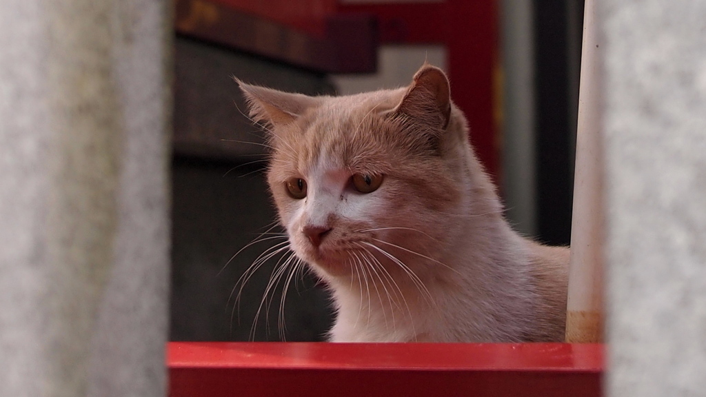”ふにゃ”と名付けた猫
