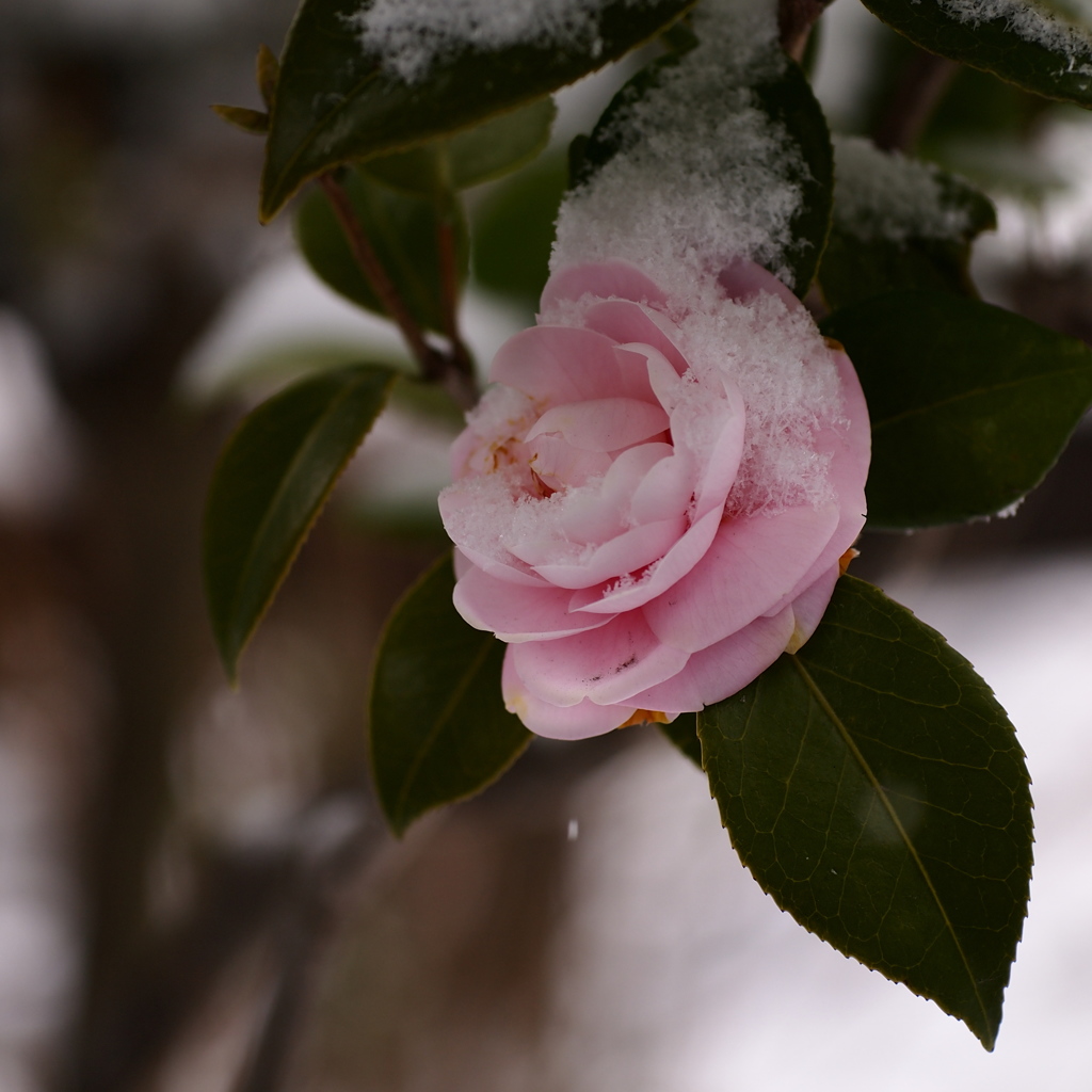 雪椿