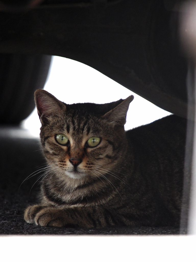 お待ちしていましゅにゃ