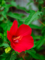 痛いほどに赤く