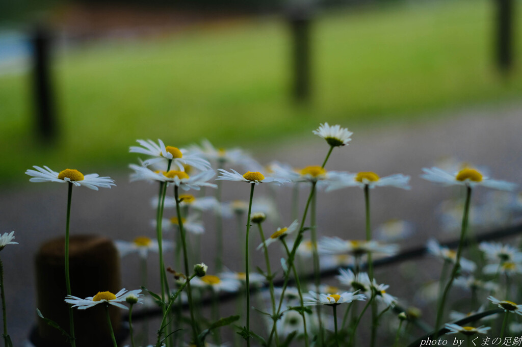 梅雨が来る