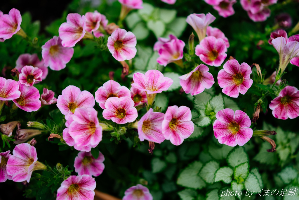 不思議なレンズ