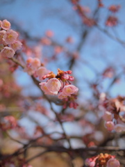 さくら淡き