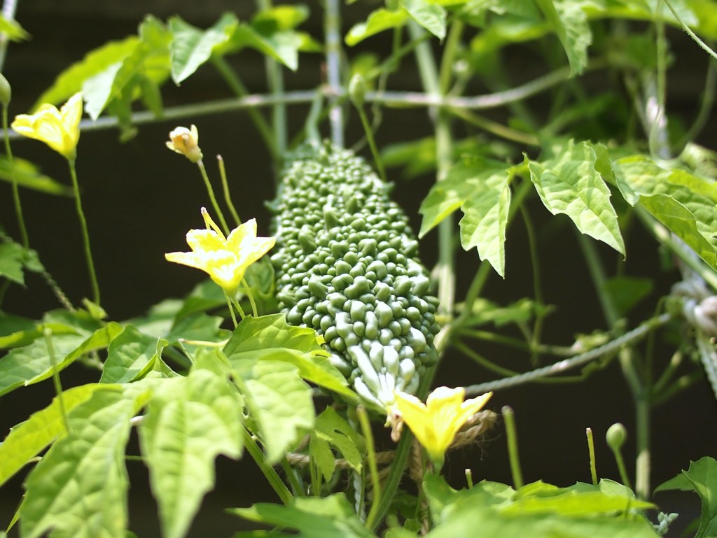 夏彩 ⅩⅩⅦ