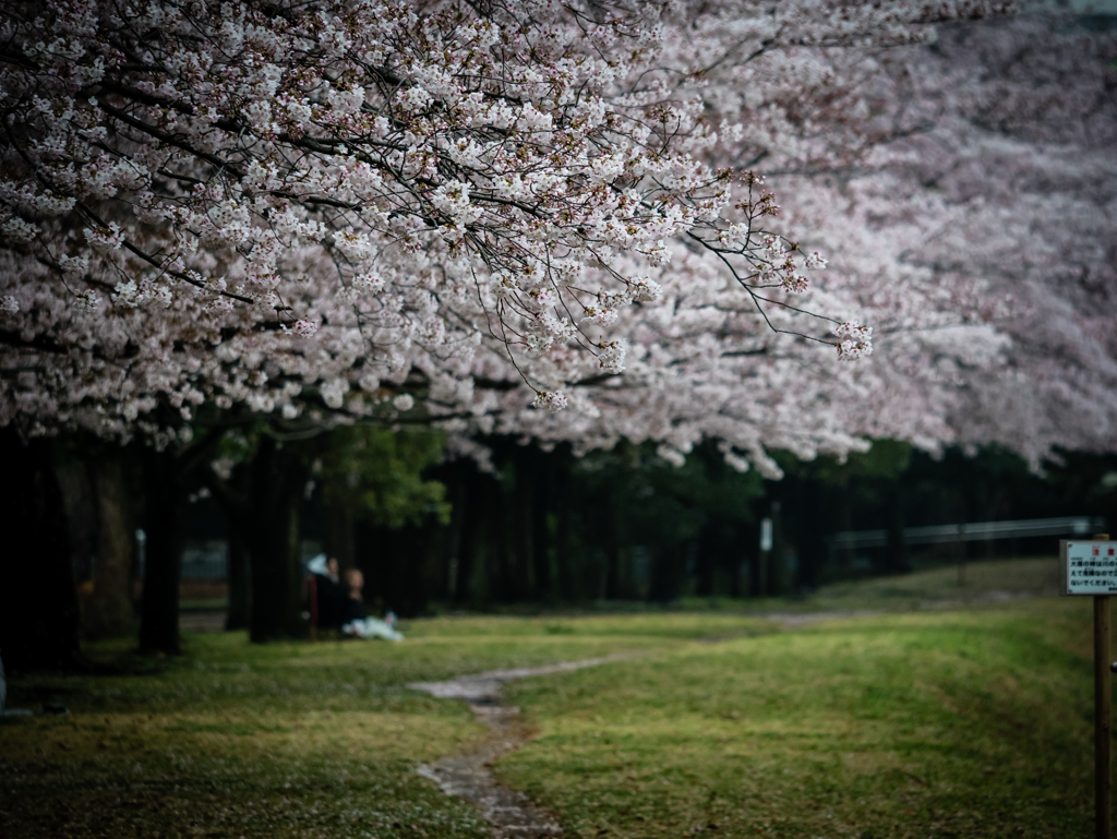 花降る道を
