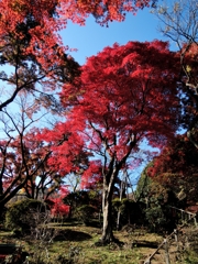 懐古色