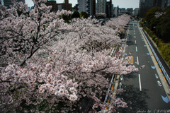 桜咲く道