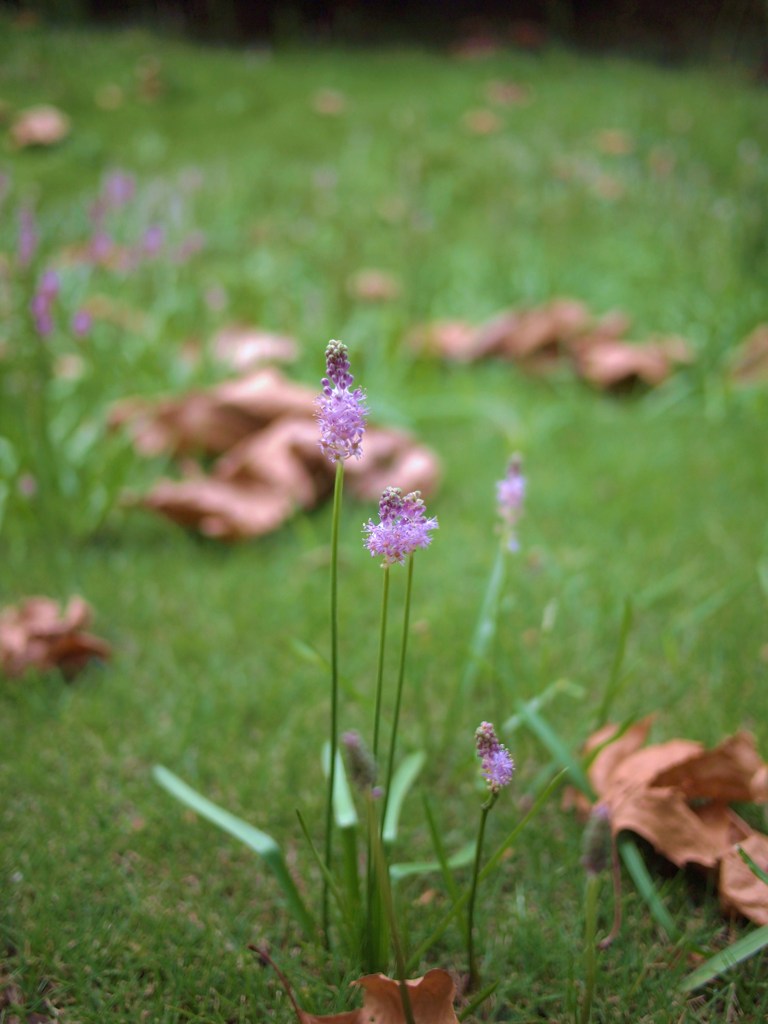 ひそやかに秋を楽しむ ⅥⅩⅢ