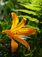 初夏の彩り ⅩⅩⅤ
