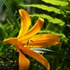 初夏の彩り ⅩⅩⅤ