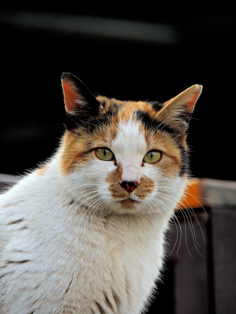 とある猫の肖像