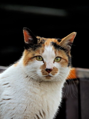 とある猫の肖像