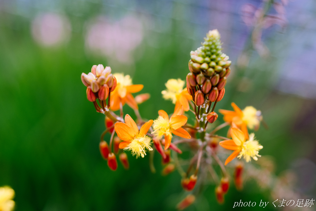 マヨネーズ和えはご勘弁