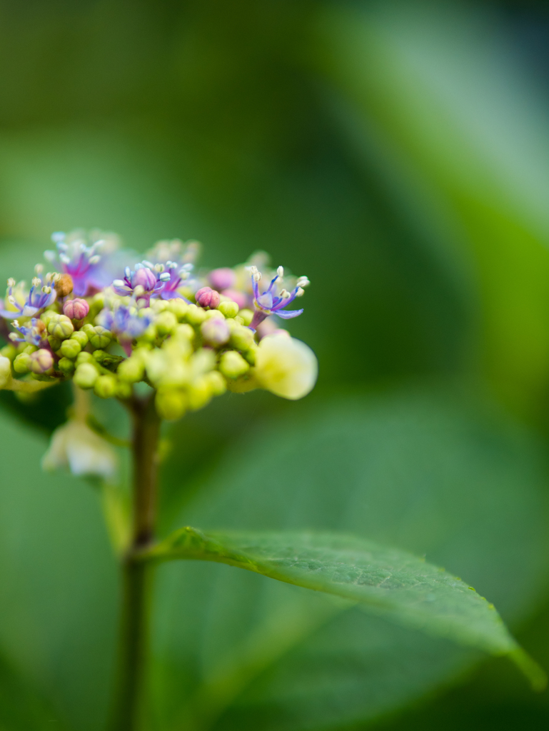 虹の詰め合わせ