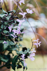 こころ揺らす君