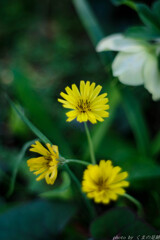 スポットライト