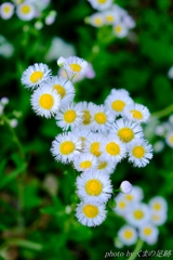 レンズ沼まであと300ｍｍ