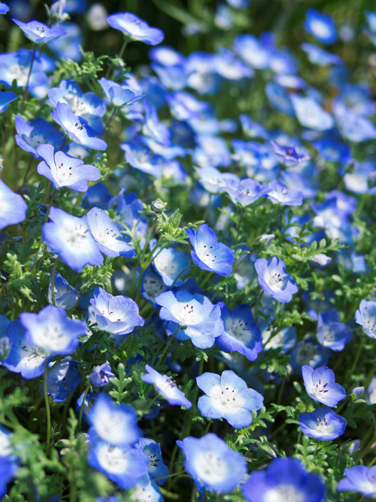 あっち向いてほい