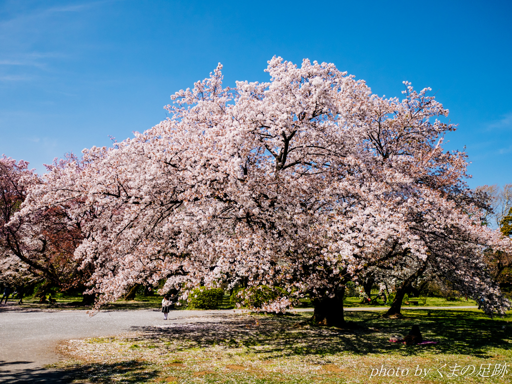 桜色のゆりかご
