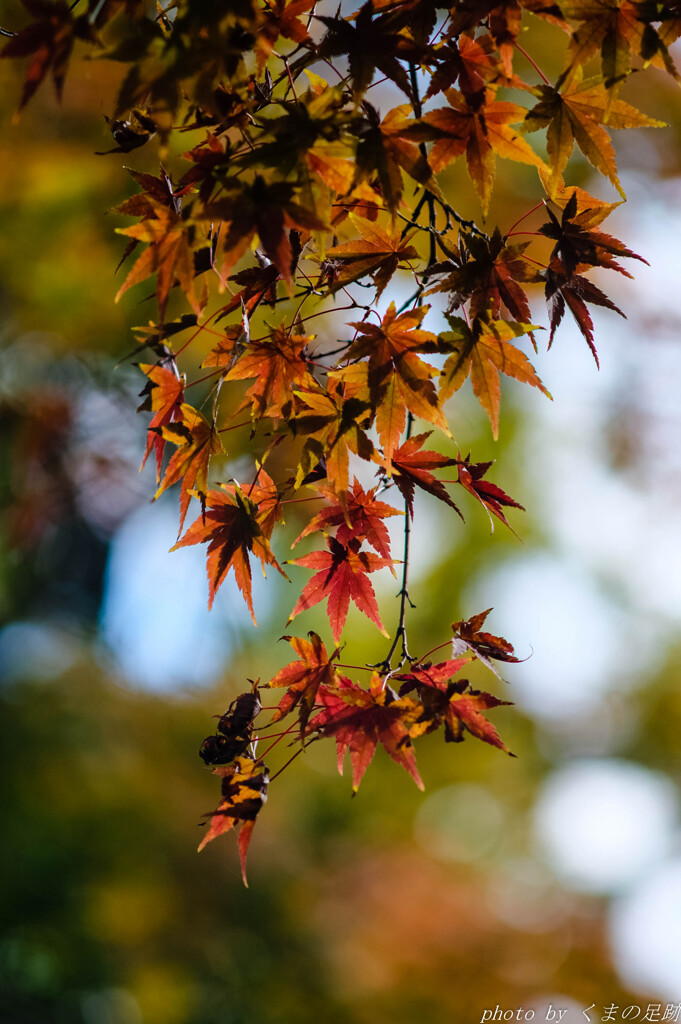 天の星舞い降りて秋が来る