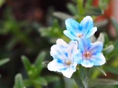 初夏の彩り Ⅸ