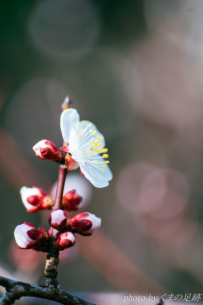 はる電波受信中