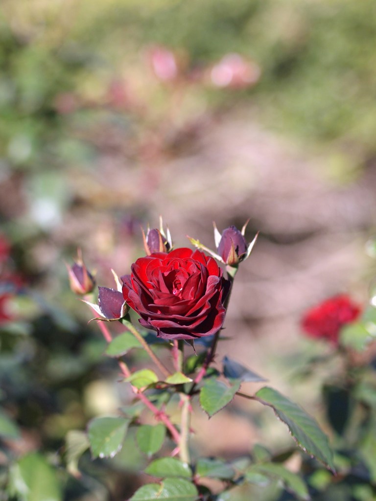Autumn rose Ⅷ