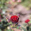 Autumn rose Ⅷ