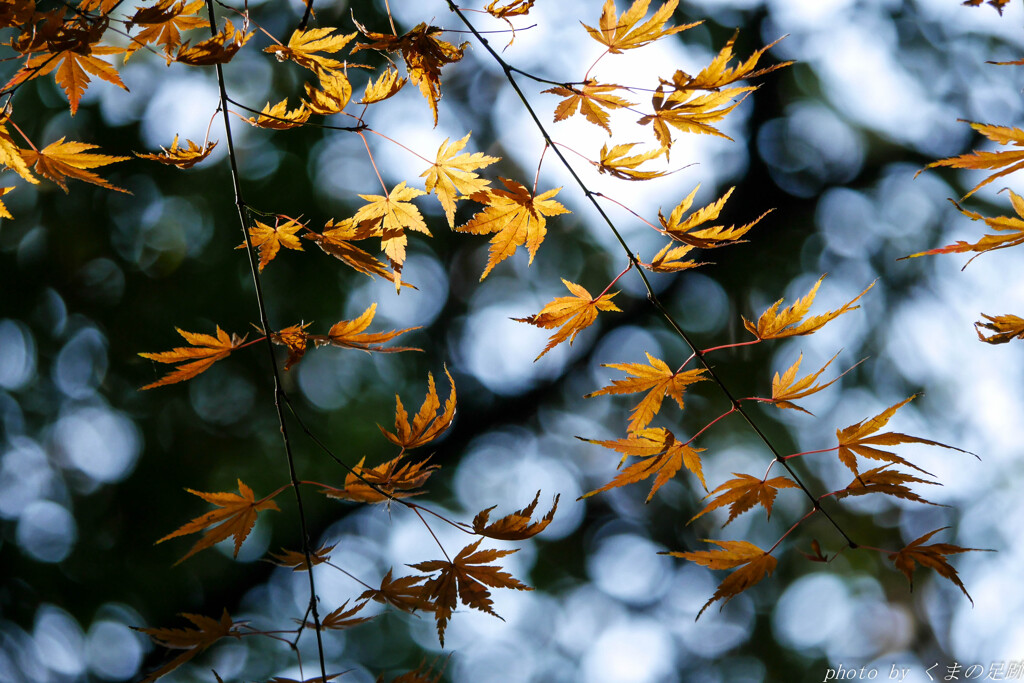 渡り紅葉