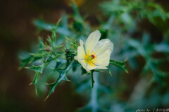 月の裏側でお会いしましょう