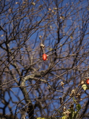 紅一点