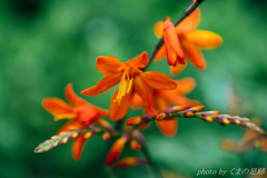 ロシアから来たレンズ