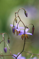 線香花火のように
