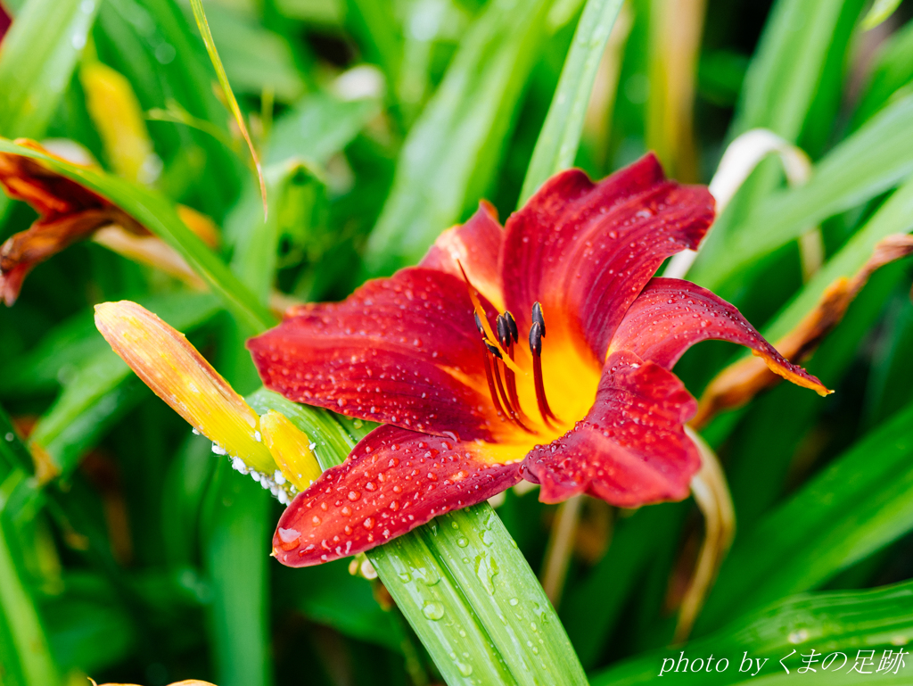 あえいうえおあお