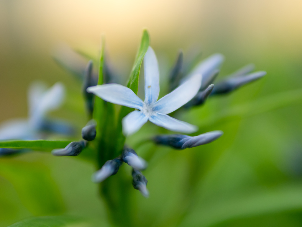 やわらかいあお