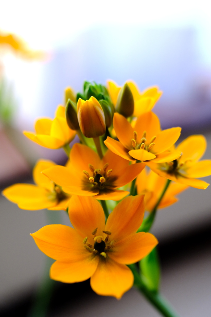 すきなものはすき