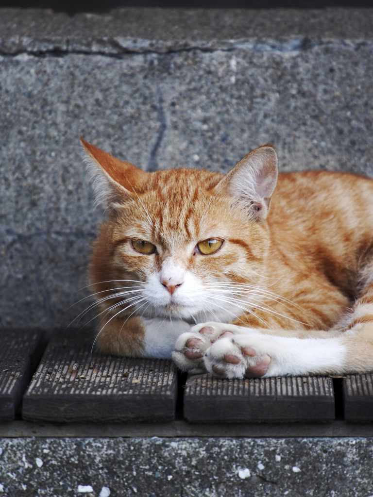 とある猫のぽーとれーと