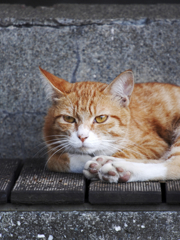 とある猫のぽーとれーと