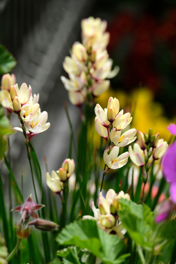 あまりにかわいすぎる