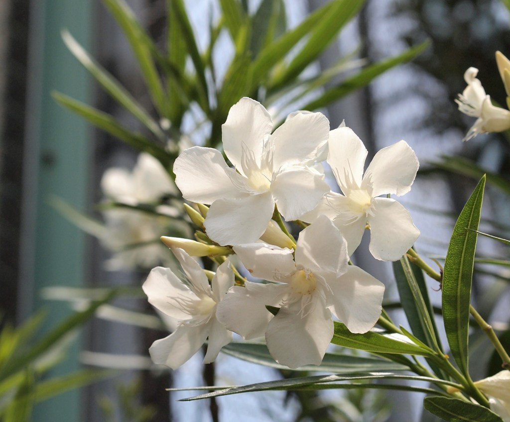 夏彩 ⅣⅩⅡ