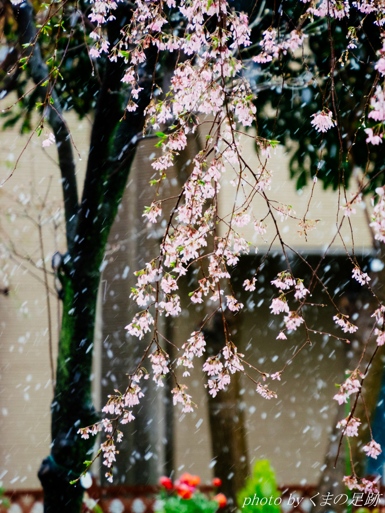 舞吹雪