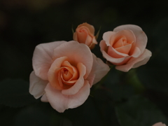 rose-garden ⅩⅧ