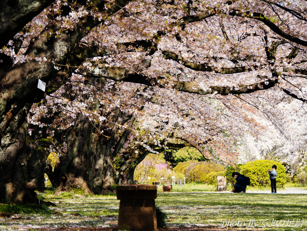 桜の木の下で