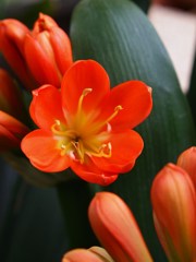 初夏の彩り Ⅴ