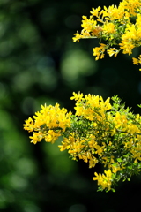 不足しがちな黄色成分