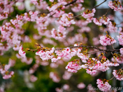 大寒桜